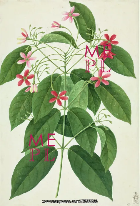 : Ixora sp. Plate 451 from the John Reeves Collection of Botanical Drawings : Ixora sp. Plate 451 from the John Reeves Collection of Botanical Drawings