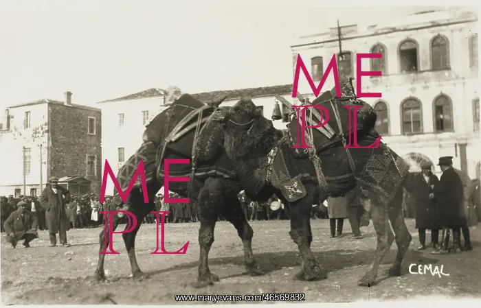 : Izmir, Turkey - A Camel fight : Izmir, Turkey - A Camel fight