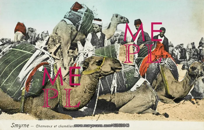 : Izmir, Turkey - Camels and Camel Drivers : Izmir, Turkey - Camels and Camel Drivers