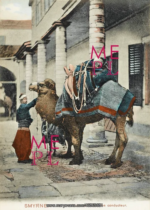 : Izmir, Turkey - A Fine Camel : Izmir, Turkey - A Fine Camel