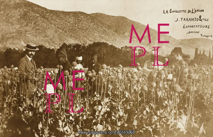 : Izmir, Turkey - Opium Cultivation : Izmir, Turkey - Opium Cultivation