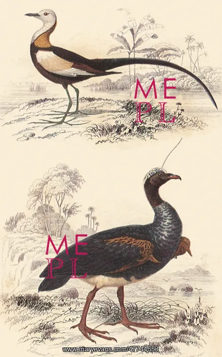  : A Jacana and an Anhima
