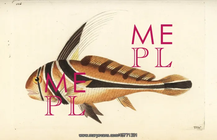  : Jack knife-fish, Equetus lanceolatus