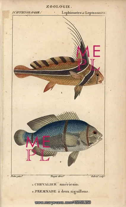 : Jack-knifefish, Equetus lanceolatus, and spinecheek : Jack-knifefish, Equetus lanceolatus, and spinecheek