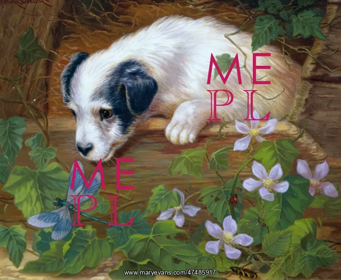  : Jack Russell Puppy looking at a Dragonfly