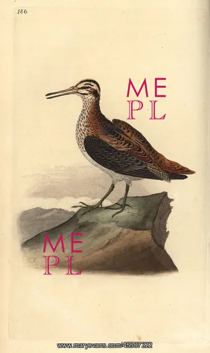 : Jack snipe, Lymnocryptes minimus : Jack snipe, Lymnocryptes minimus