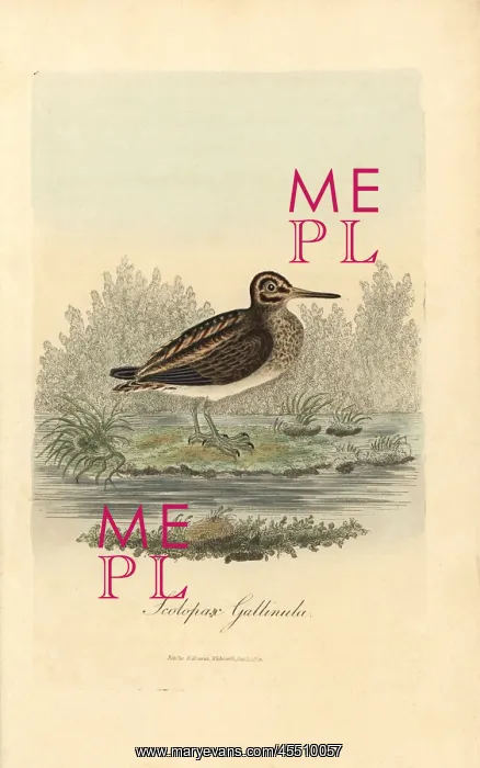 : Jack snipe, Lymnocryptes minimus : Jack snipe, Lymnocryptes minimus