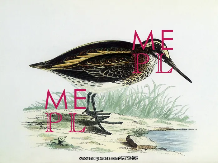  : Jack Snipe, Lymnocryptes minimus