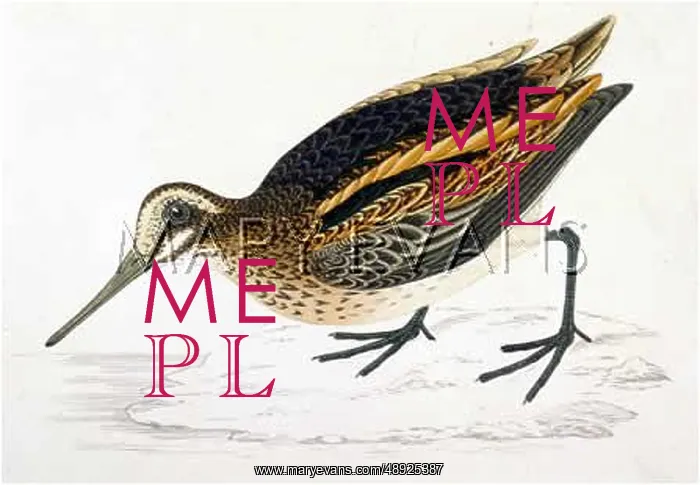  : JACK SNIPE (MORRIS)