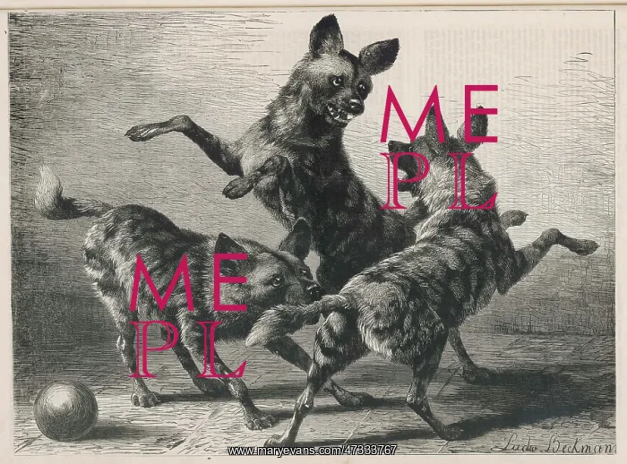 : JACKALS PLAYING 1879 : JACKALS PLAYING 1879