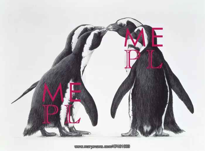 : Jackass Penguins : Jackass Penguins