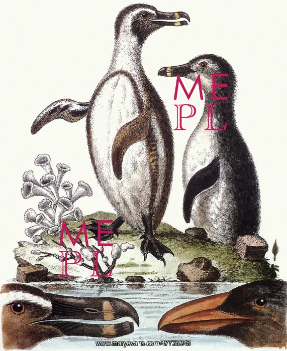  : Jackass Penguins, Spheniscus demersus