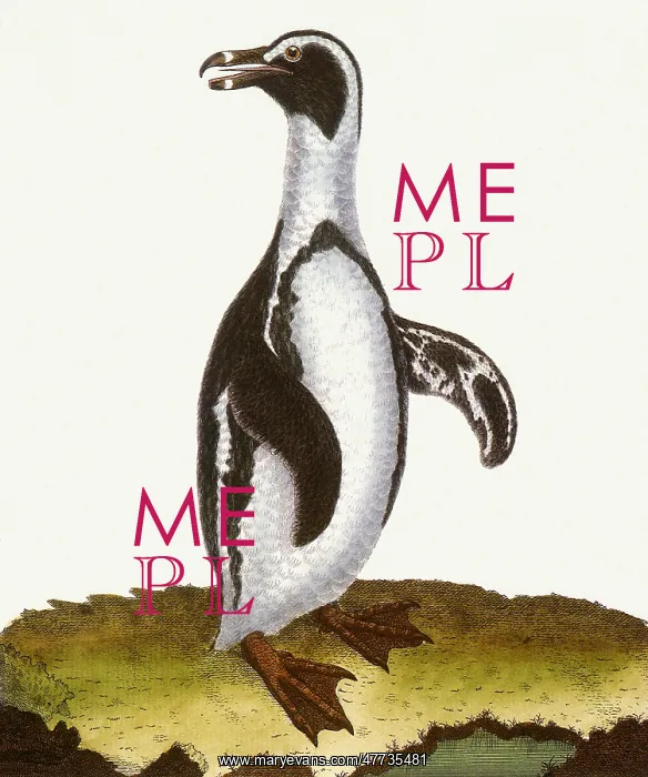 : Jackass Penguins, Spheniscus demersus : Jackass Penguins, Spheniscus demersus