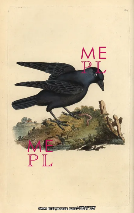 : Jackdaw, Corvus monedula, with worm : Jackdaw, Corvus monedula, with worm