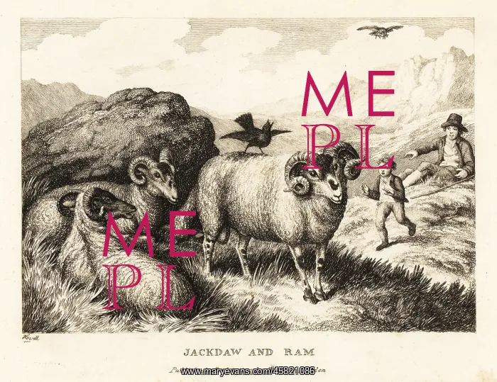 : A jackdaw sings on the back of a ram : A jackdaw sings on the back of a ram
