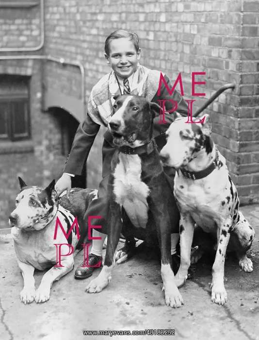 : Jackie Coogan with dogs : Jackie Coogan with dogs