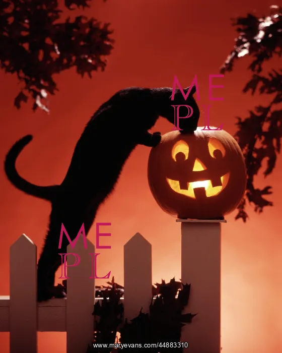 : Jack'O'Lantern & Black Cat : Jack'O'Lantern & Black Cat