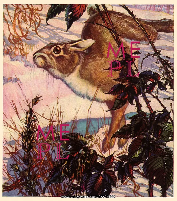 : Jackrabbit Leaping : Jackrabbit Leaping