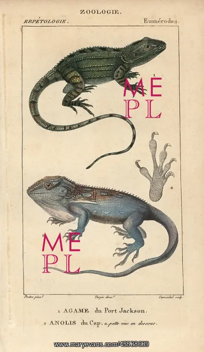 : Jacky lashtail, Amphibolurus muricatus, and : Jacky lashtail, Amphibolurus muricatus, and