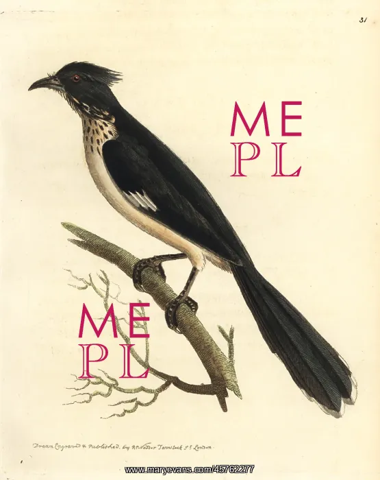 : Jacobin cuckoo, Clamator jacobinus : Jacobin cuckoo, Clamator jacobinus