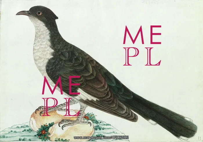 : Jacobin Cuckoo, Clamator jacobinus : Jacobin Cuckoo, Clamator jacobinus