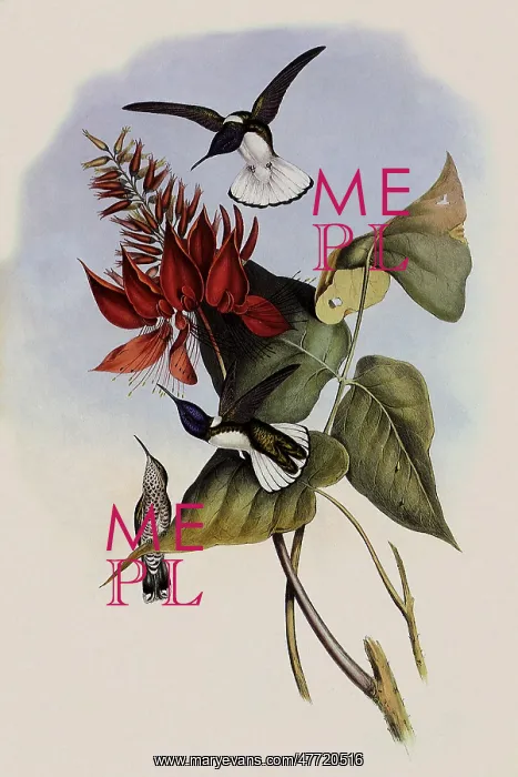 : Jacobin, Florisuga Mellivora : Jacobin, Florisuga Mellivora