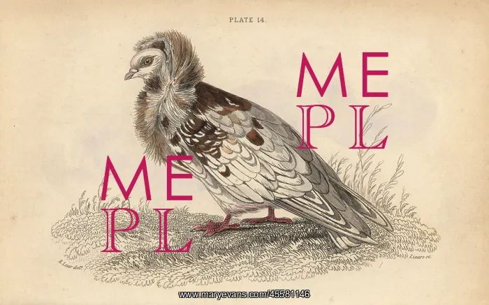 : Jacobin pigeon, Columba cucullata Jacobina, fancy pigeon : Jacobin pigeon, Columba cucullata Jacobina, fancy pigeon