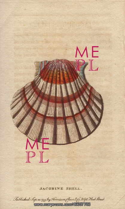 : Jacobine shell or scallop, Pectens or Escallops : Jacobine shell or scallop, Pectens or Escallops