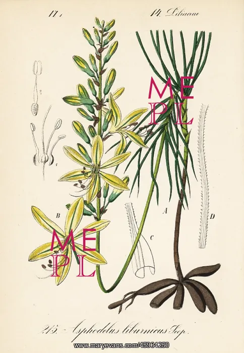 : Jacob's rod, Asphodeline liburnica : Jacob's rod, Asphodeline liburnica