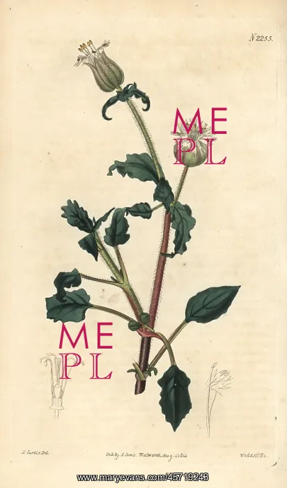 : Jagged flowered catchfly, Oberna lacera : Jagged flowered catchfly, Oberna lacera