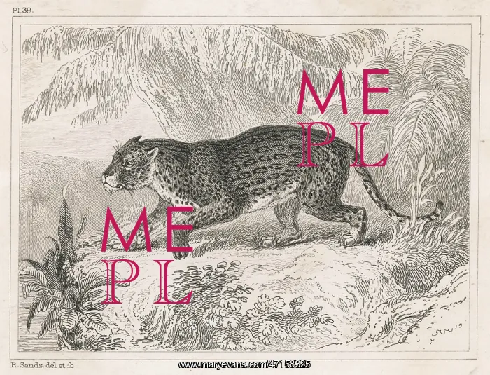  : Jaguar. A Jaguar. (panthera onyx)
