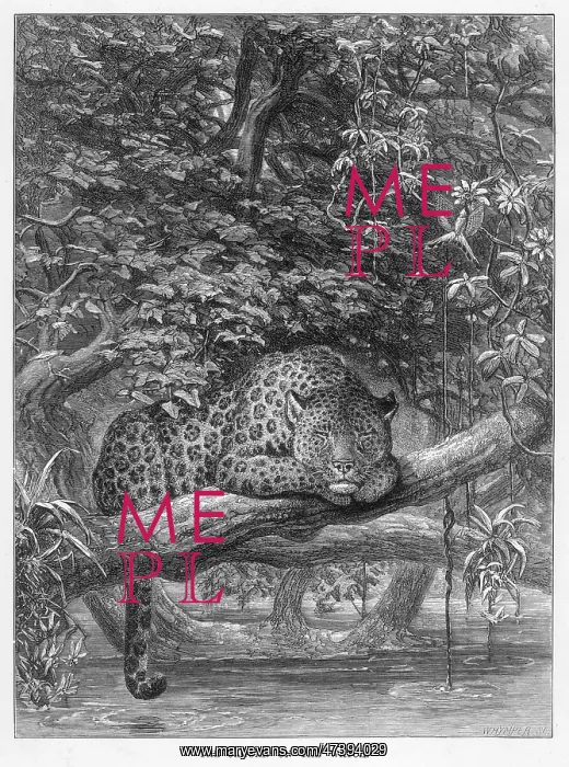  : JAGUAR. (panthera onca) The jaguar is the only big cat resident in the Americas