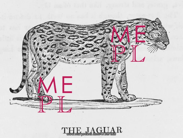  : JAGUAR (BEWICK)