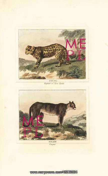 : Jaguar and cougar : Jaguar and cougar