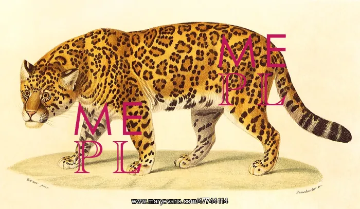  : Jaguar (Felis onca)
