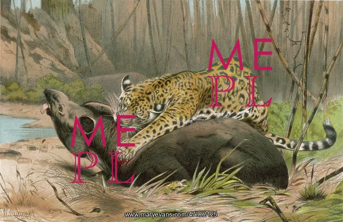  : JAGUAR KILLS A TAPIR