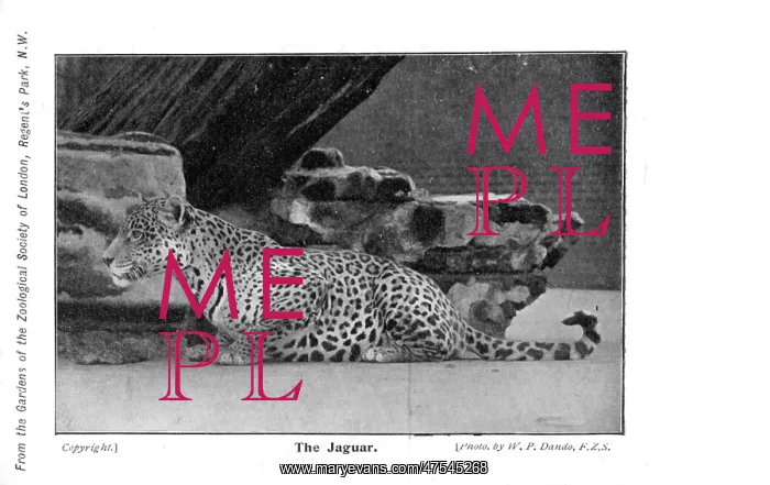  : A Jaguar in London Zoo