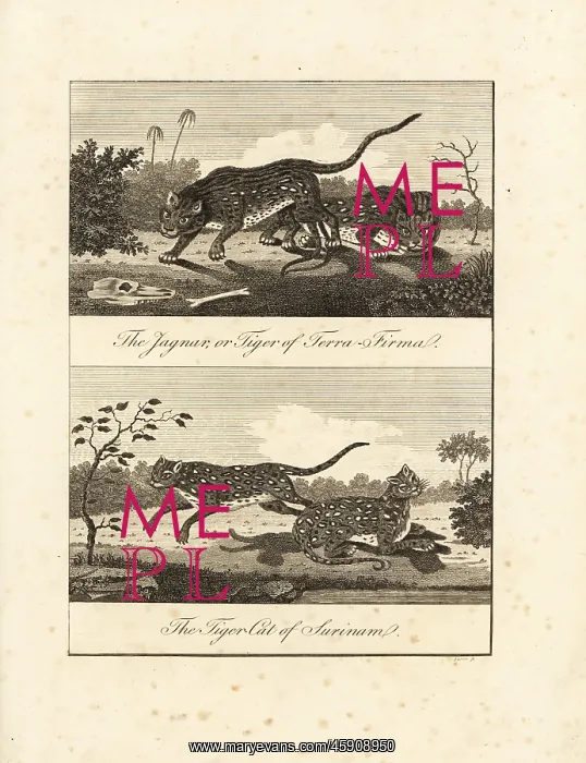 : Jaguar and ocelot : Jaguar and ocelot