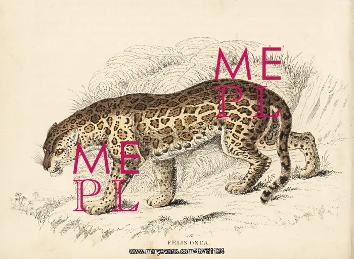 : Jaguar, Panthera onca : Jaguar, Panthera onca