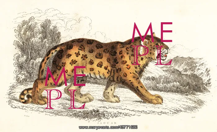 : Jaguar, Panthera onca : Jaguar, Panthera onca