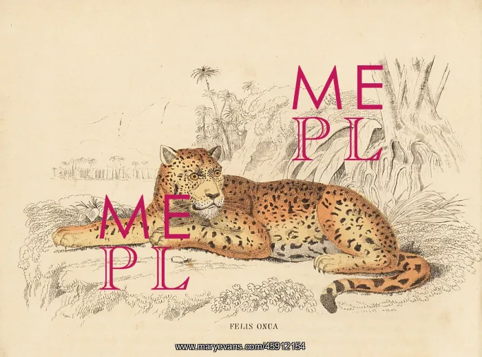 : Jaguar, Panthera onca : Jaguar, Panthera onca