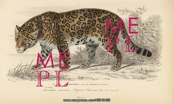 : Jaguar, Panthera onca : Jaguar, Panthera onca