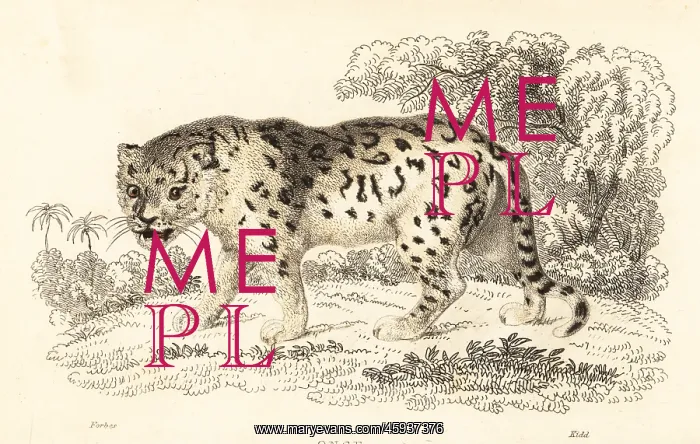 : Jaguar, Panthera onca : Jaguar, Panthera onca