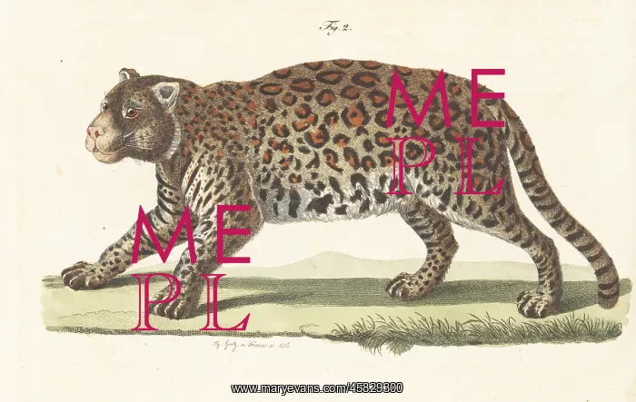 : Jaguar, Panthera onca, native to the Americas : Jaguar, Panthera onca, native to the Americas