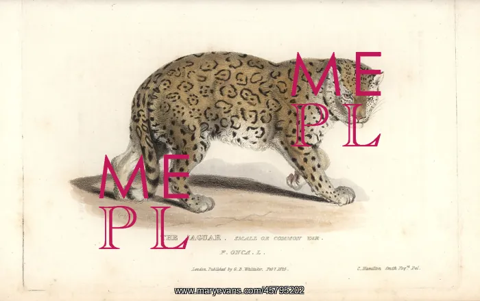 : Jaguar, Panthera onca. Near threatened : Jaguar, Panthera onca. Near threatened