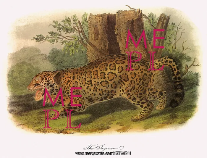  : Jaguar Stalking