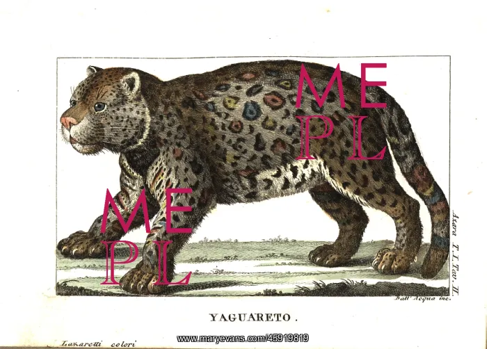 : Jaguar or yaguarete, Panthera onca : Jaguar or yaguarete, Panthera onca