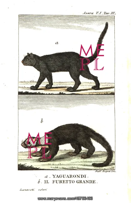 : Jaguarundi and grey-headed tayra : Jaguarundi and grey-headed tayra
