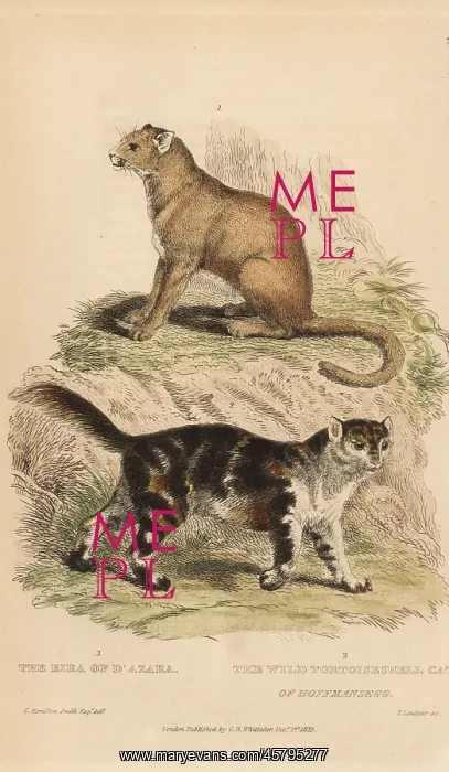 : Jaguarundi and wild tortoiseshell cat : Jaguarundi and wild tortoiseshell cat