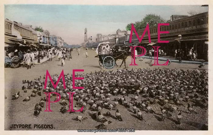 : Jaipur, Rajastan, India - Pigeons : Jaipur, Rajastan, India - Pigeons